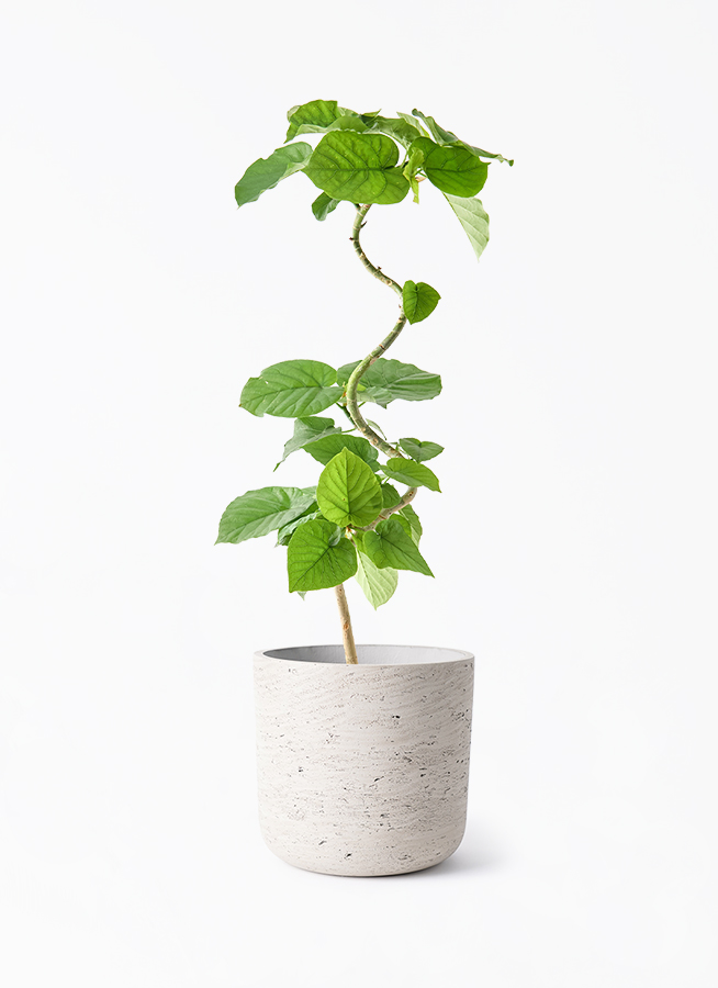 観葉植物 フィカス ウンベラータ 5号 曲り カッセル ユーポット