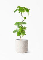 ficus-umbellata-1306_1.jpg?