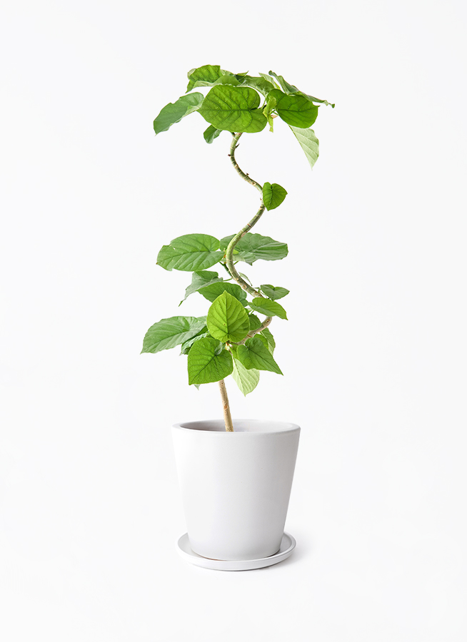 ficus-umbellata-1303_1.jpg?