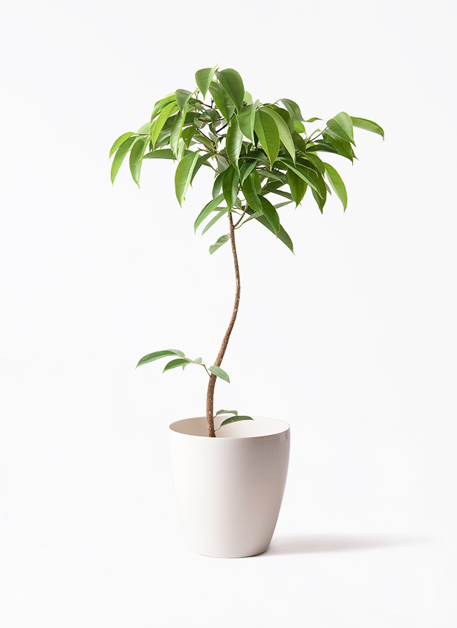 観葉植物 フィカス アムステルダムキング 7号 曲り プラスチック鉢
