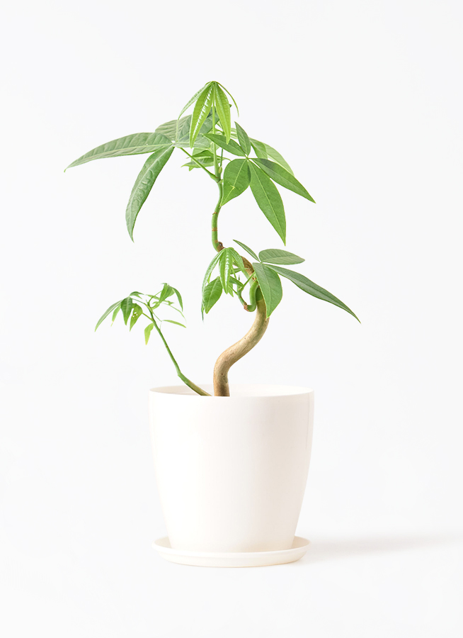 観葉植物 パキラ 3号 実生 プラスチック鉢 | 観葉植物ならHitoHana