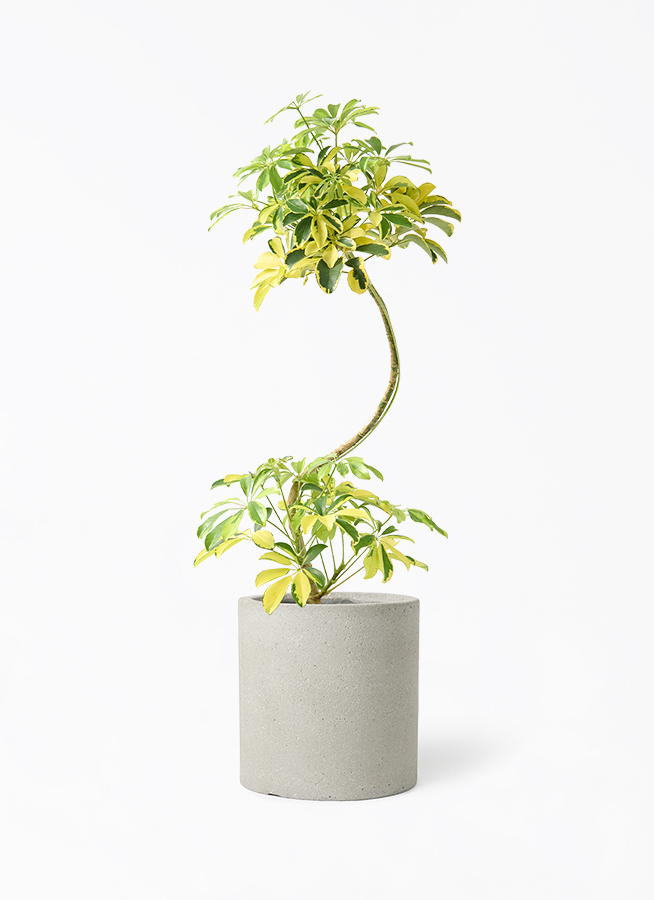 【B級品/大型観葉植物】シャープな葉姿が可愛い♪シェフレラ（カポック）10号鉢 観葉植物 カポック（シェフレラ） 7号 ハッピーイエロー 曲り