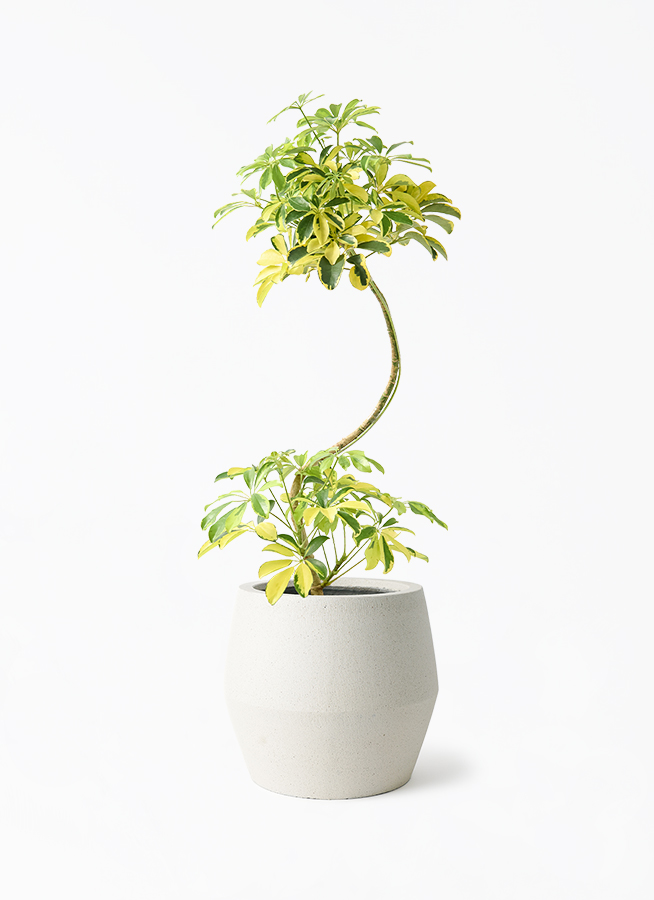 シェフレラ ハッピーイエロー 曲がり仕立て 観葉植物 観葉植物 シェフレラ（カポック） 7号 ハッピーイエロー 曲り パボ