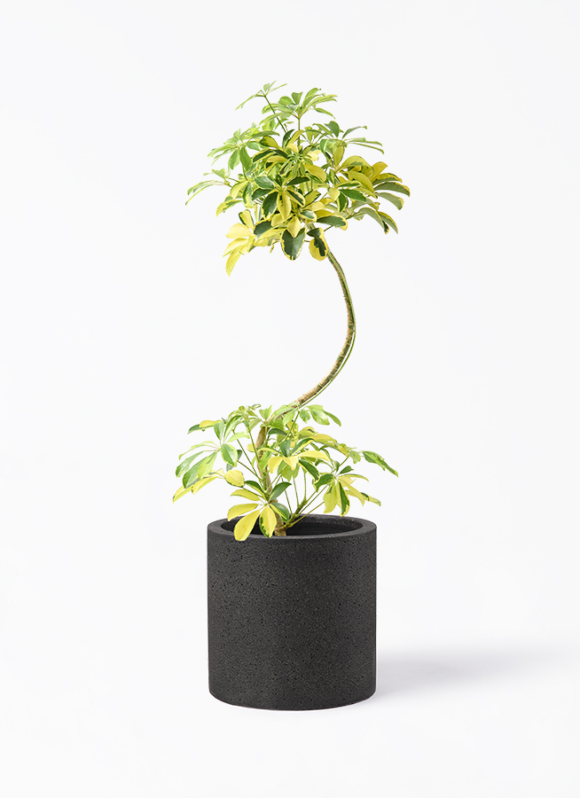 カラーサンドアート　コーヒーの木　観葉植物　シェフレラ　カポック 観葉植物 カポック（シェフレラ） 7号 ハッピーイエロー 曲り