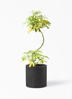 kapok-982_1.jpg?1745389775