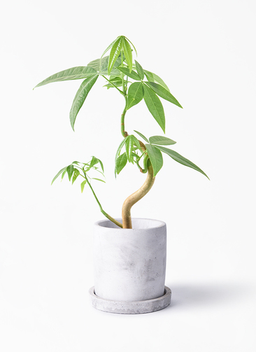 観葉植物 パキラ 3号 実生 マルモ 白 SSS 付き | 観葉植物なら