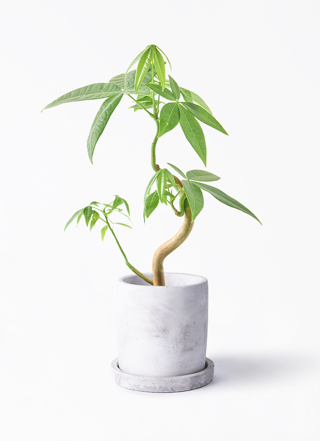 パキラの実　33個 パキラの実 33個 パキラの実 33個 パキラの実 33個