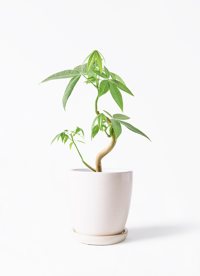 観葉植物 パキラ 3号 実生 プラスチック鉢 | 観葉植物ならHitoHana