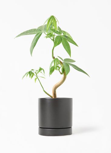 観葉植物 パキラ 3号 実生 オーセ 11 K ブラック 付き | 観葉植物なら
