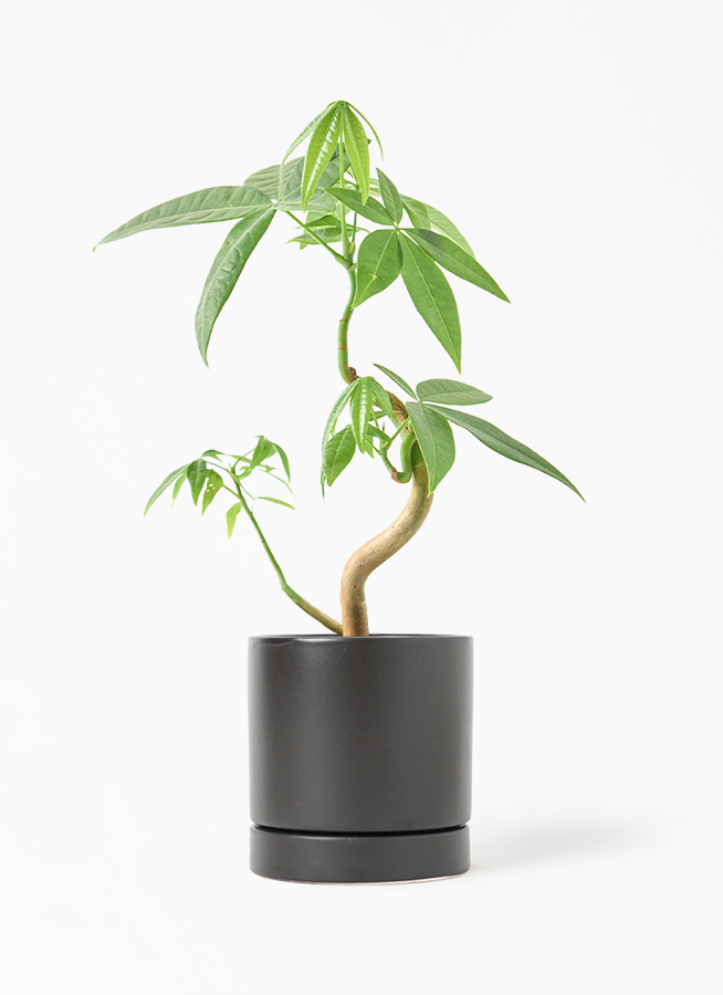 観葉植物 パキラ 3号 実生 オーセ 11 K ブラック 付き | 観葉植物なら