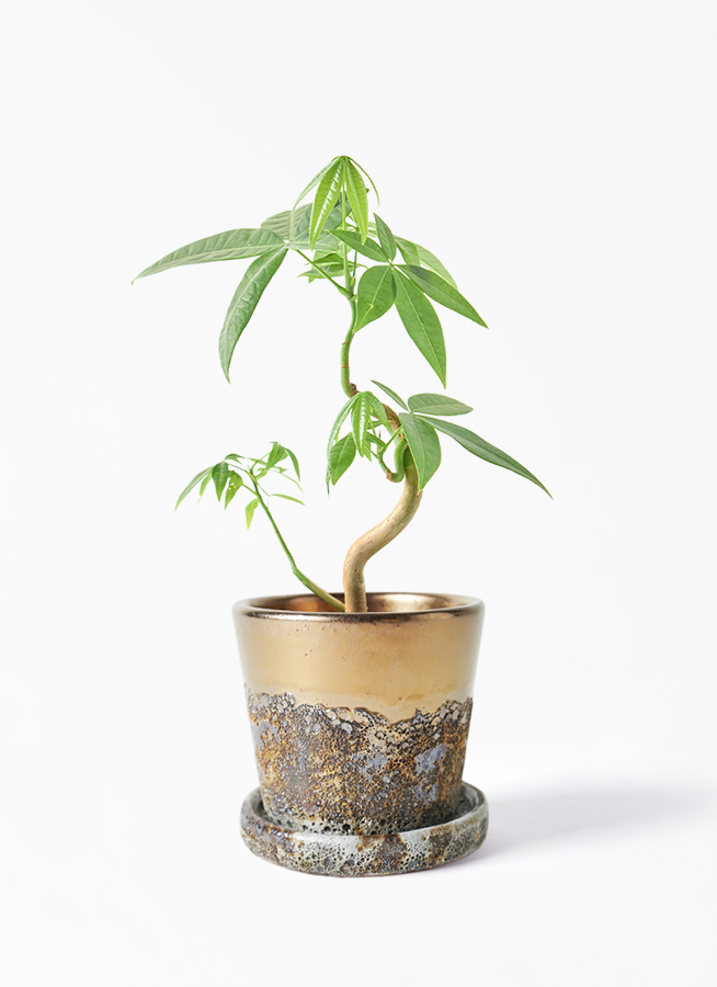 実生3株　羽毛1株 観葉植物 パキラ 3号 実生 プラスチック鉢 | 観葉植物ならHitoHana