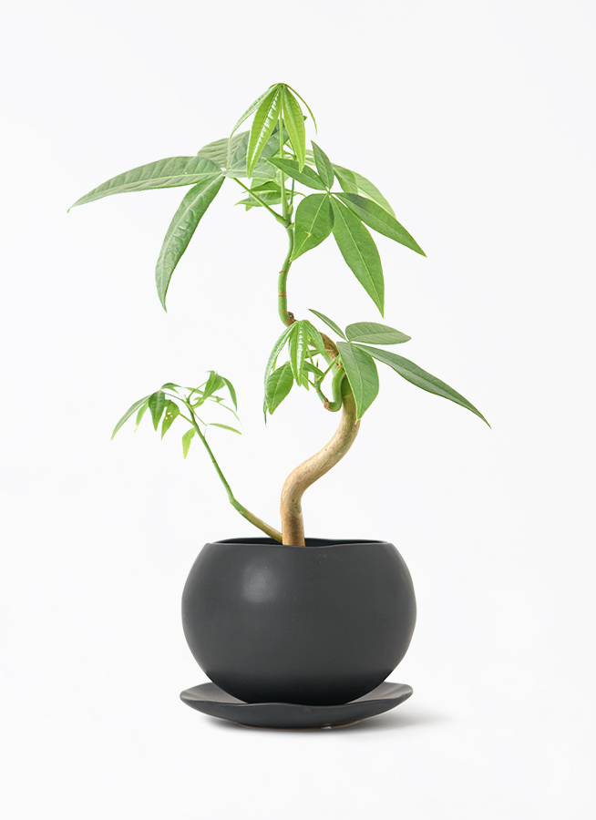 観葉植物 パキラ 3号 実生 マリナ 黒 L 付き | 観葉植物ならHitoHana