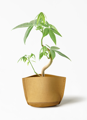観葉植物 パキラ 3号 実生 レザーポット 10 マスタード 付き | 観葉