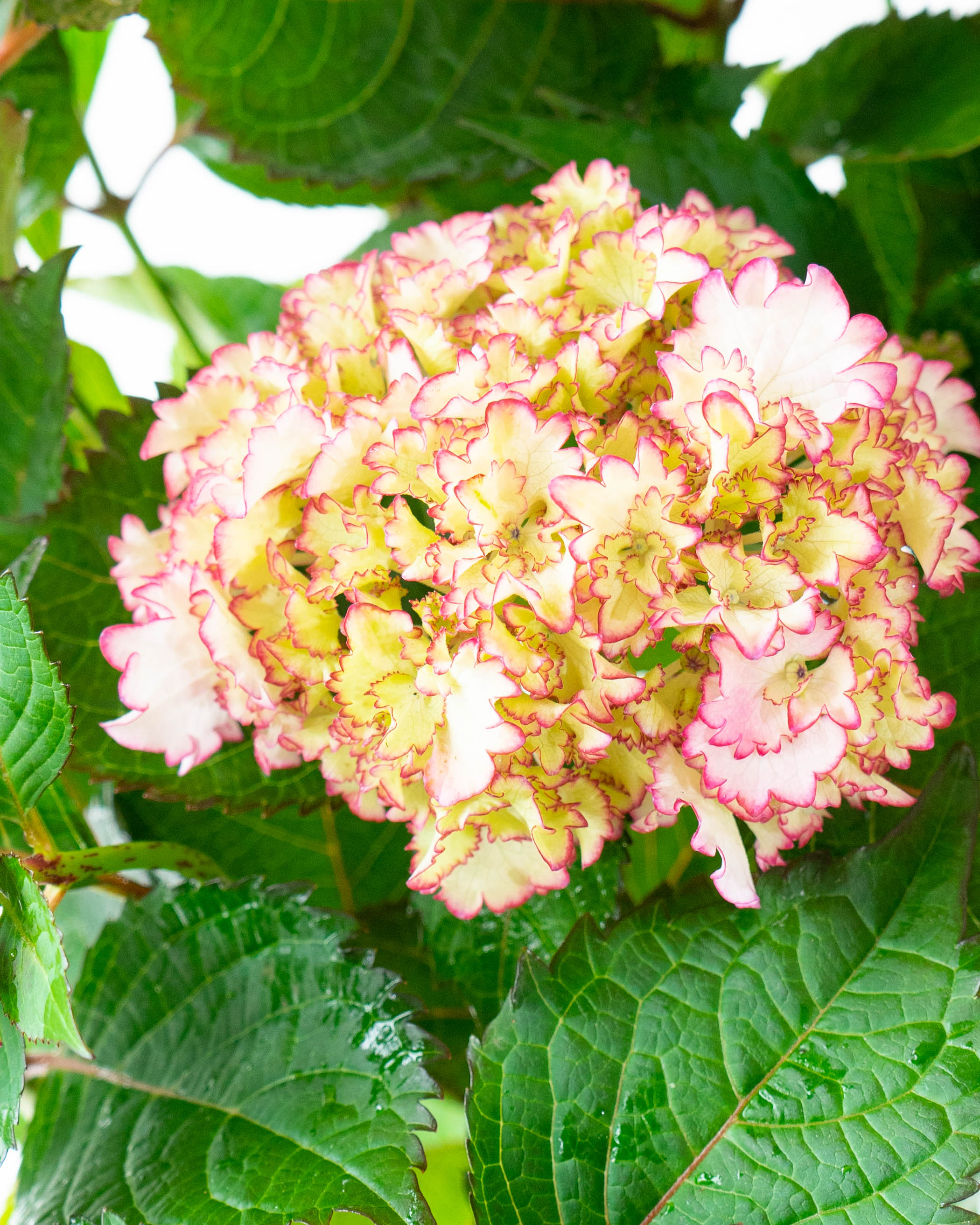 はくさい君　パステルもも鉢 桃の花が満開になりました（白鳳） | 園芸で鉢植えの果樹を栽培
