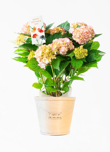 はくさい君　パステルもも鉢 61EiDK1g4PL._UF1000,1000_QL80_.jpg
