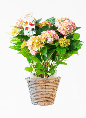 母の日】産地直送 あじさい 鉢植えのお花 彩音 5号 ブラウンバスケット