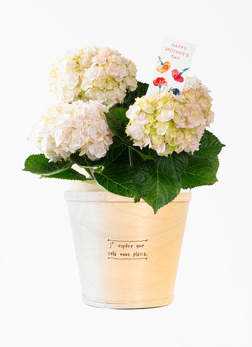 はくさい君　パステルもも鉢 ds-kubota-hydrangea-angenoir-