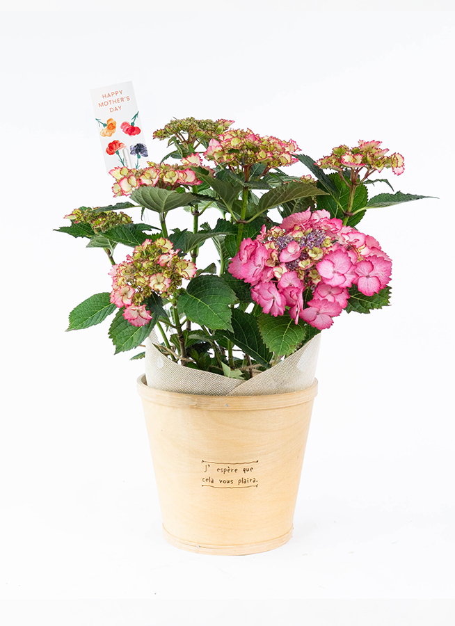 母の日】産地直送 あじさい 鉢植えのお花 アカツキ 5号 ブラウン