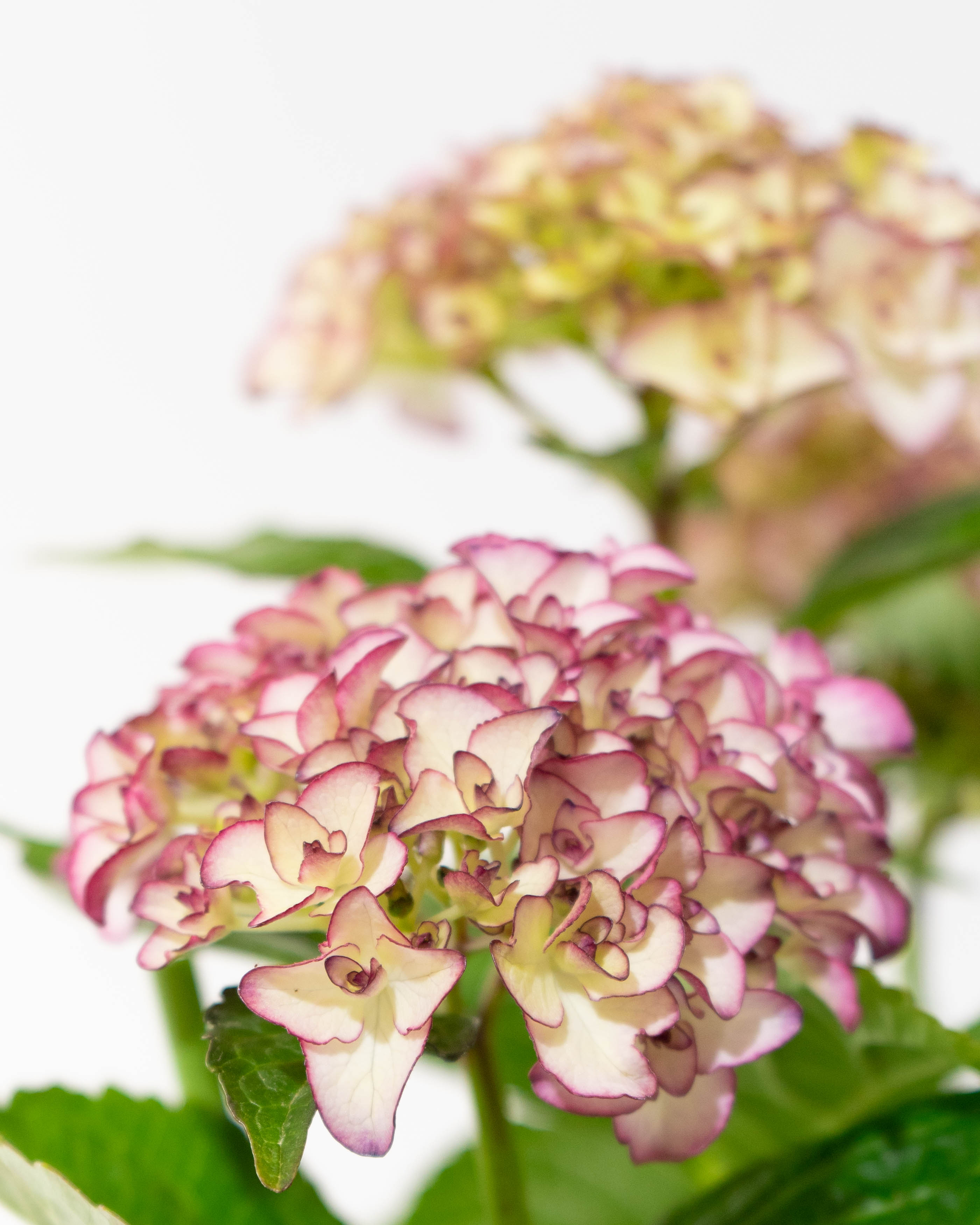 母の日】産地直送 あじさい 鉢植えのお花 ベルシック 5号 ウッドポット