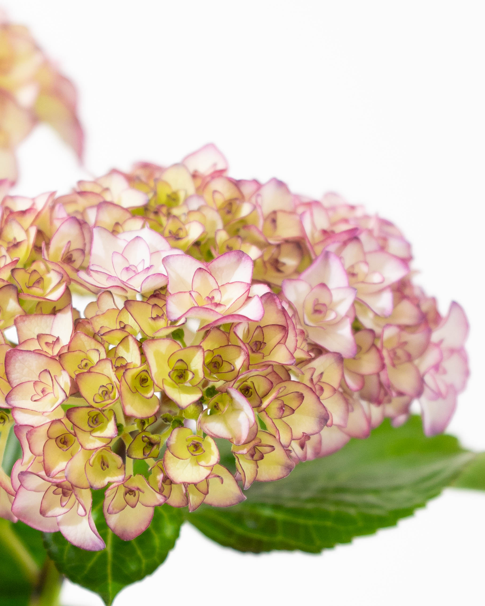 母の日】産地直送 あじさい 鉢植えのお花 ベルシック 5号 ウッドポット