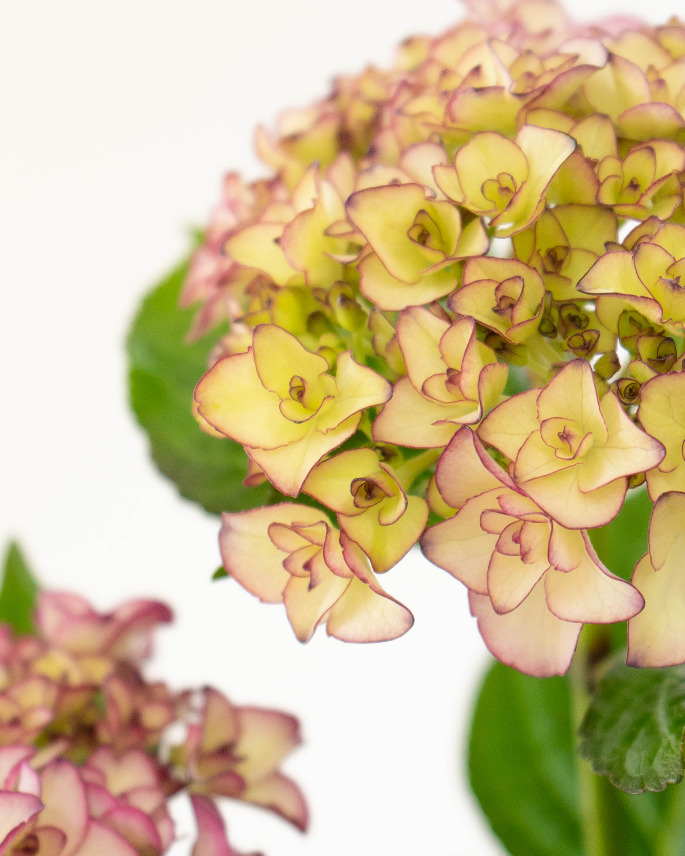 母の日】産地直送 あじさい 鉢植えのお花 ベルシック 5号 ウッドポット