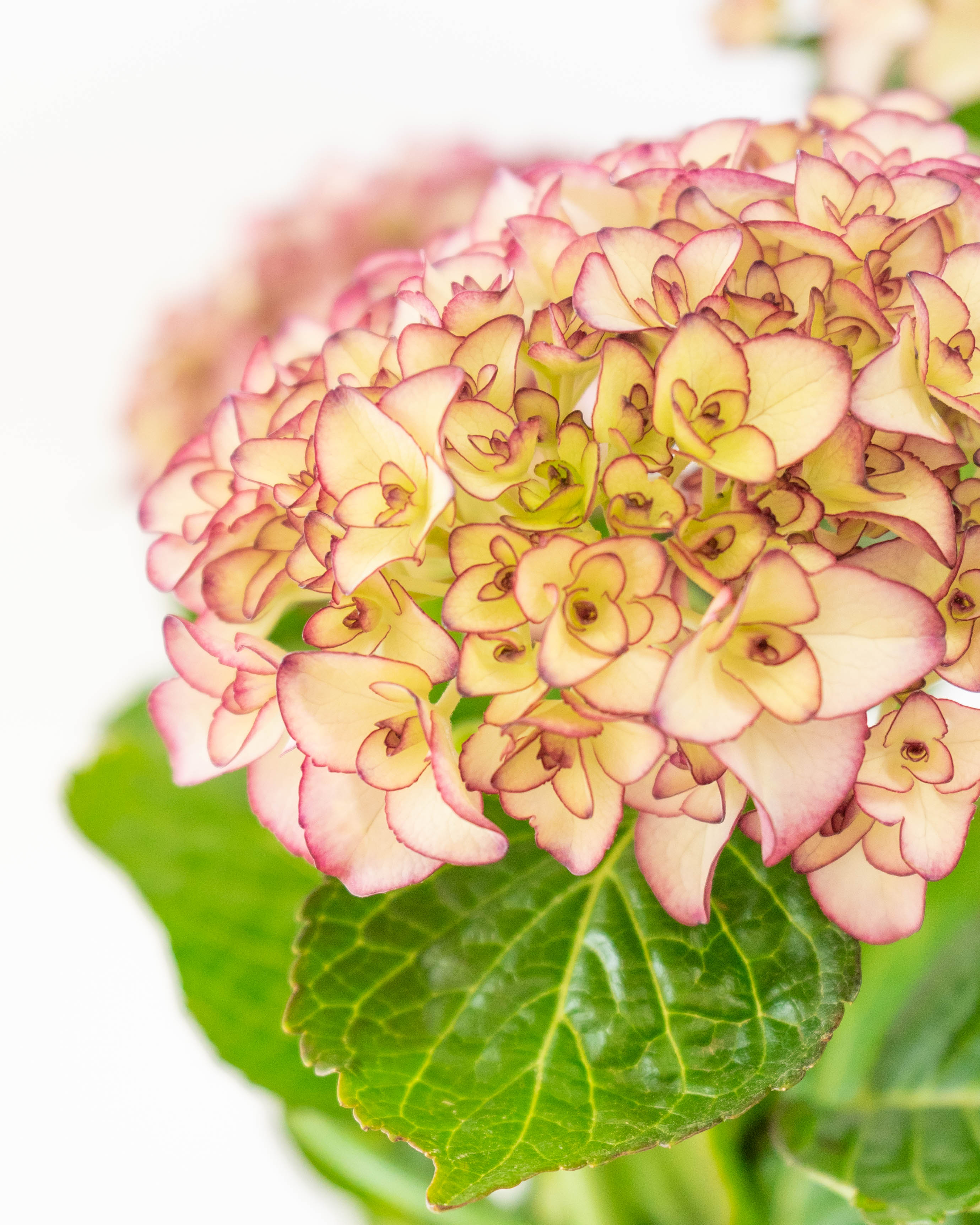 母の日】産地直送 あじさい 鉢植えのお花 ベルシック 5号 ウッドポット