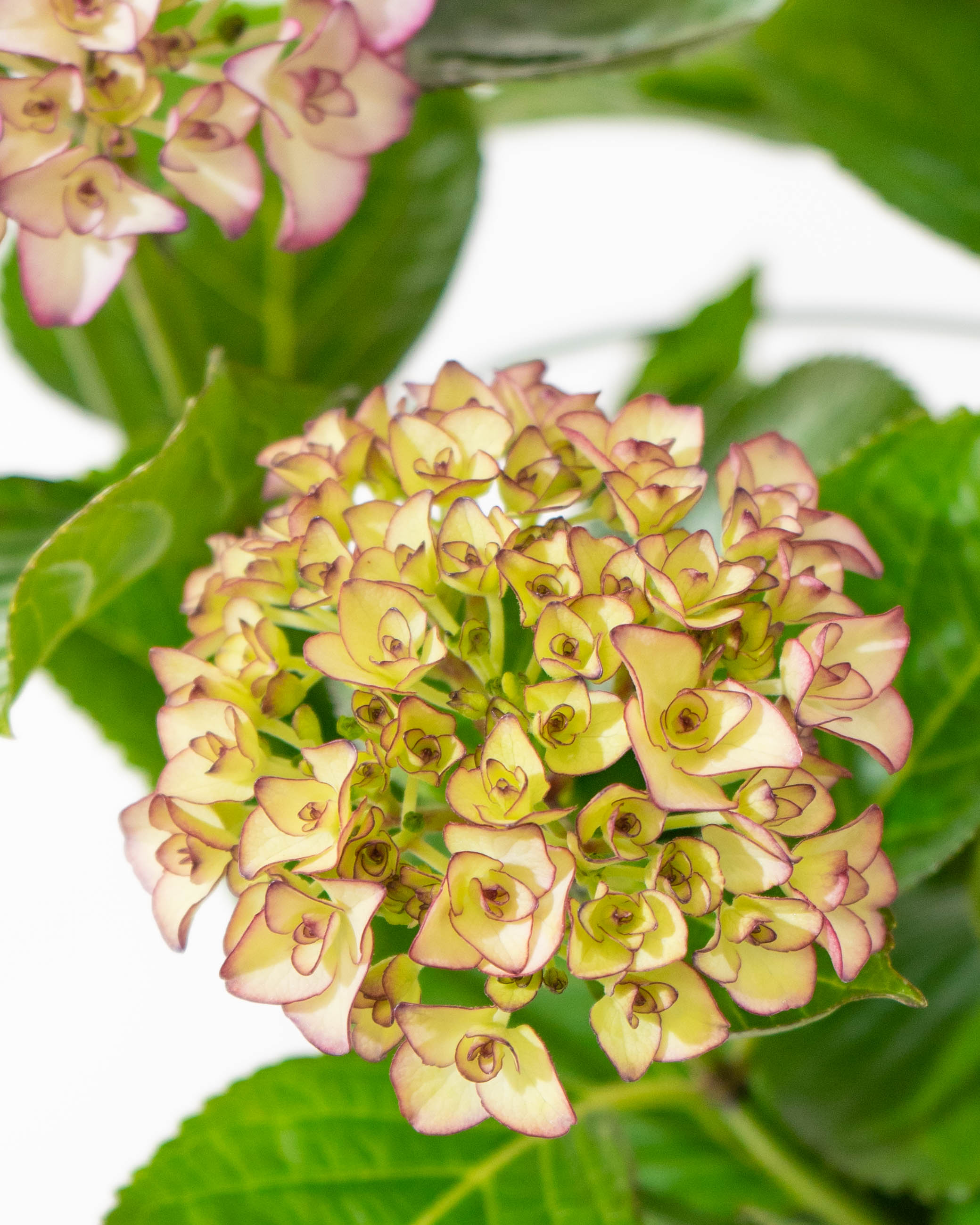 母の日】産地直送 あじさい 鉢植えのお花 ベルシック 5号 ウッドポット