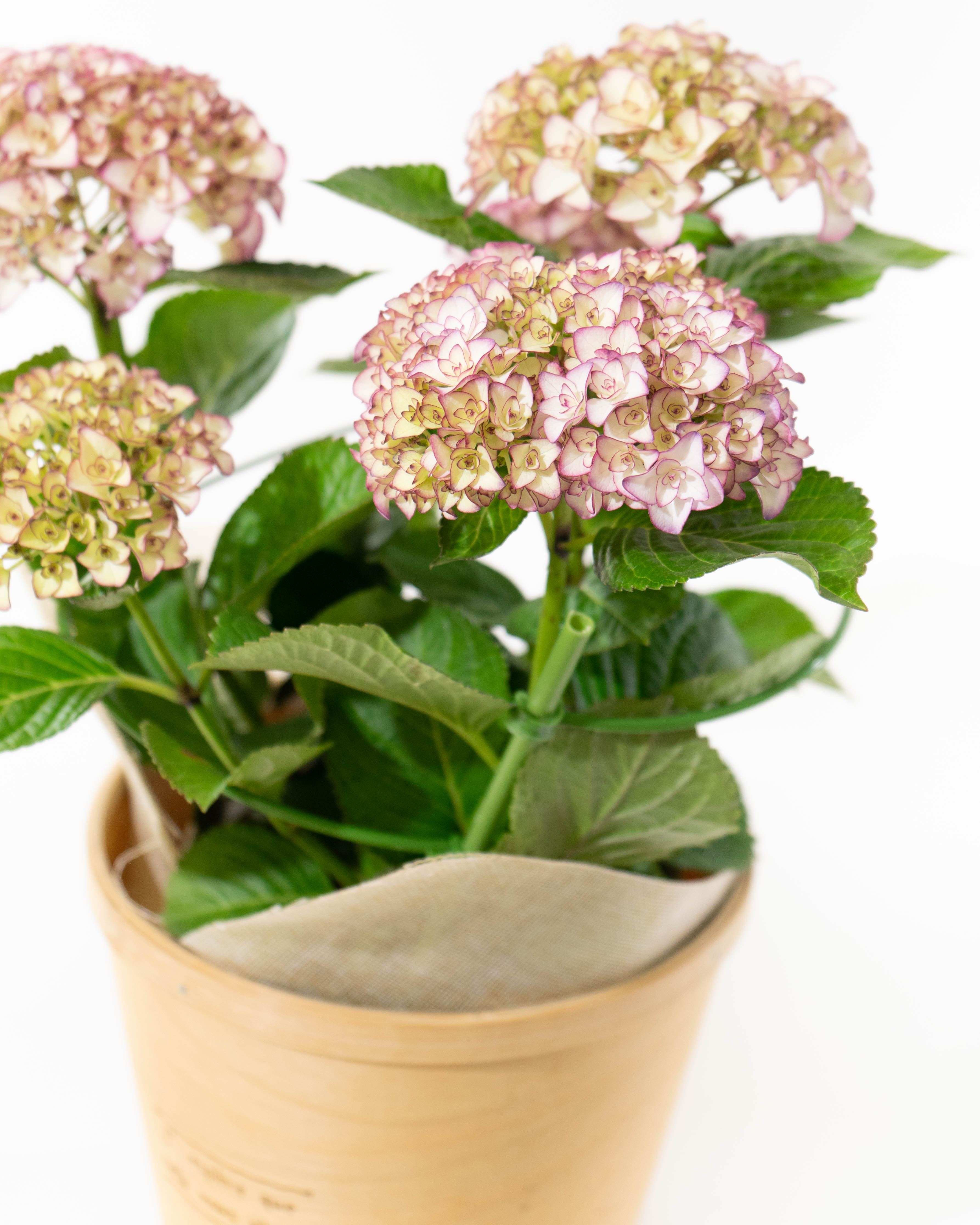 母の日】産地直送 あじさい 鉢植えのお花 ベルシック 5号 ウッドポット