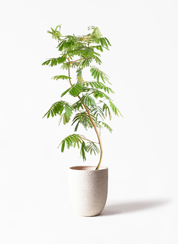 【tintirabear】曲がりエバーフレッシュ 観葉植物 グレー陶器鉢 観葉植物ならHitoHana(ひとはな)