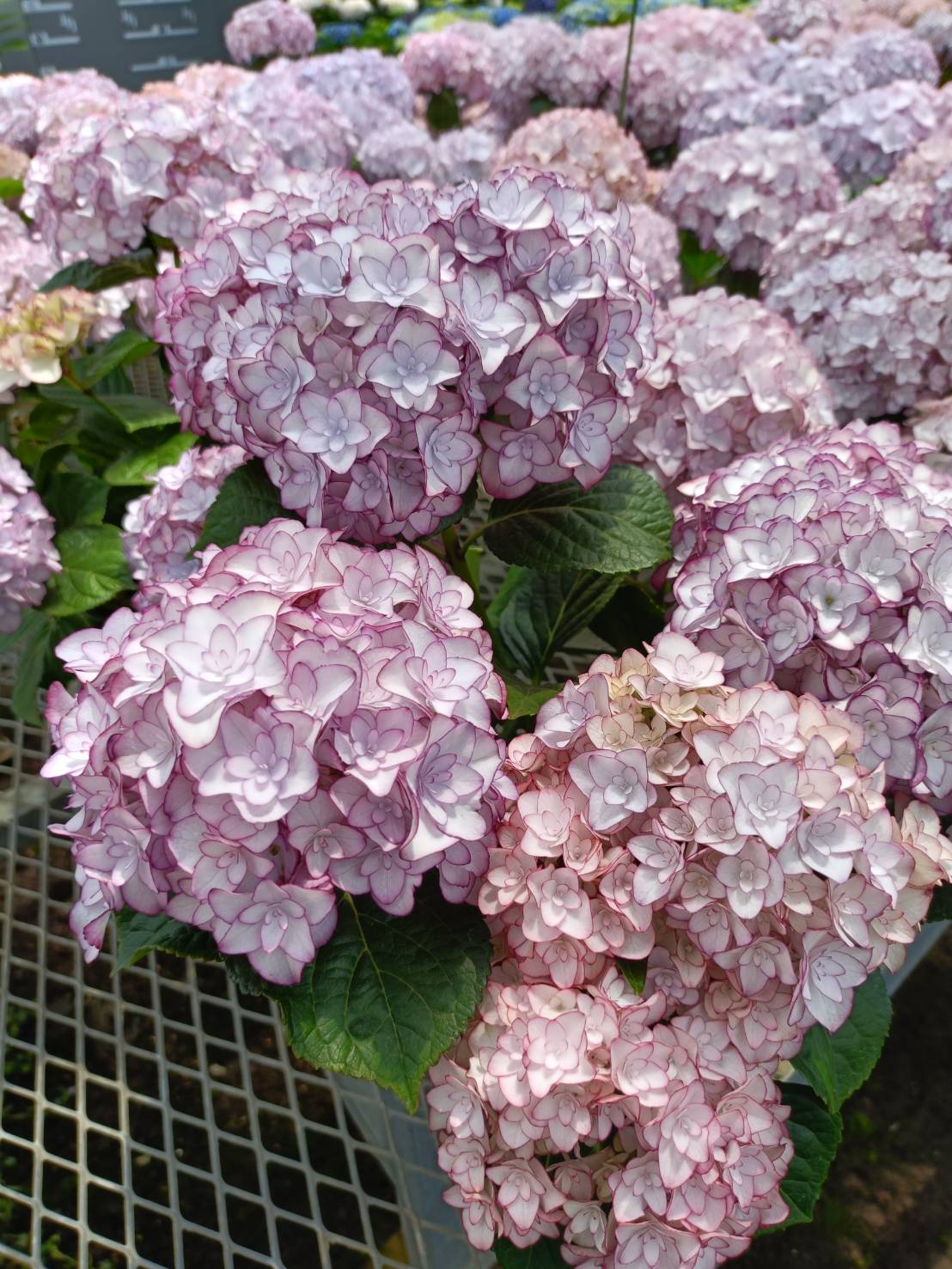 母の日】産地直送 あじさい 鉢植えのお花 ベルシック 5号 ウッドポット