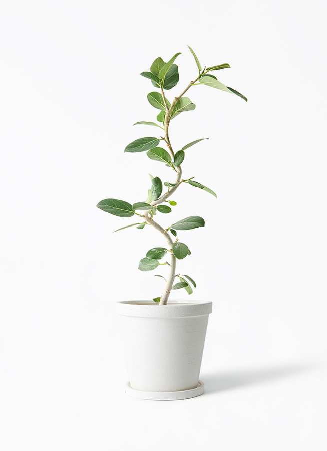 観葉植物 フィカス ベンガレンシス 5号 曲り エルナ 0 B 付き | 観葉