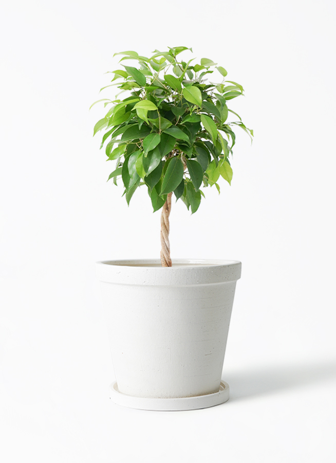 観葉植物 ベンジャミン 5号 リッチ ベラ ピンクパープル 付き | 観葉