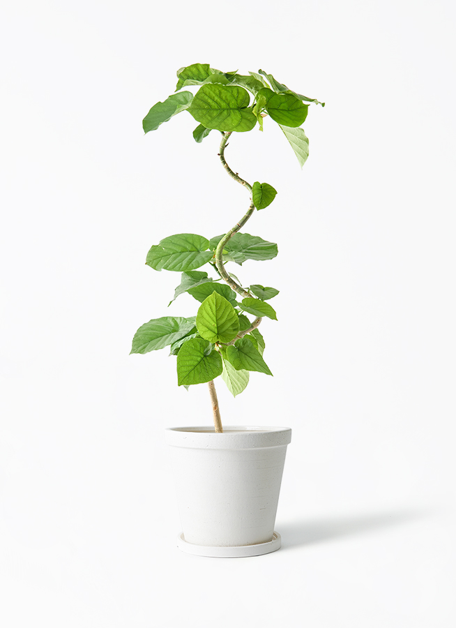 ウンベラータ　人工観葉植物 ホワイトポット 楽天市場】☆立札無料☆【すぐ飾れる】 フェイクグリーン 人工観葉植物