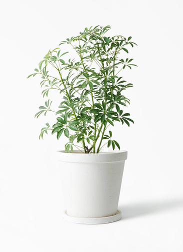 schefflera-compacta-46_1.jpg?