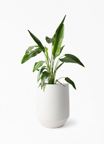 ravenala-madagascariensis-