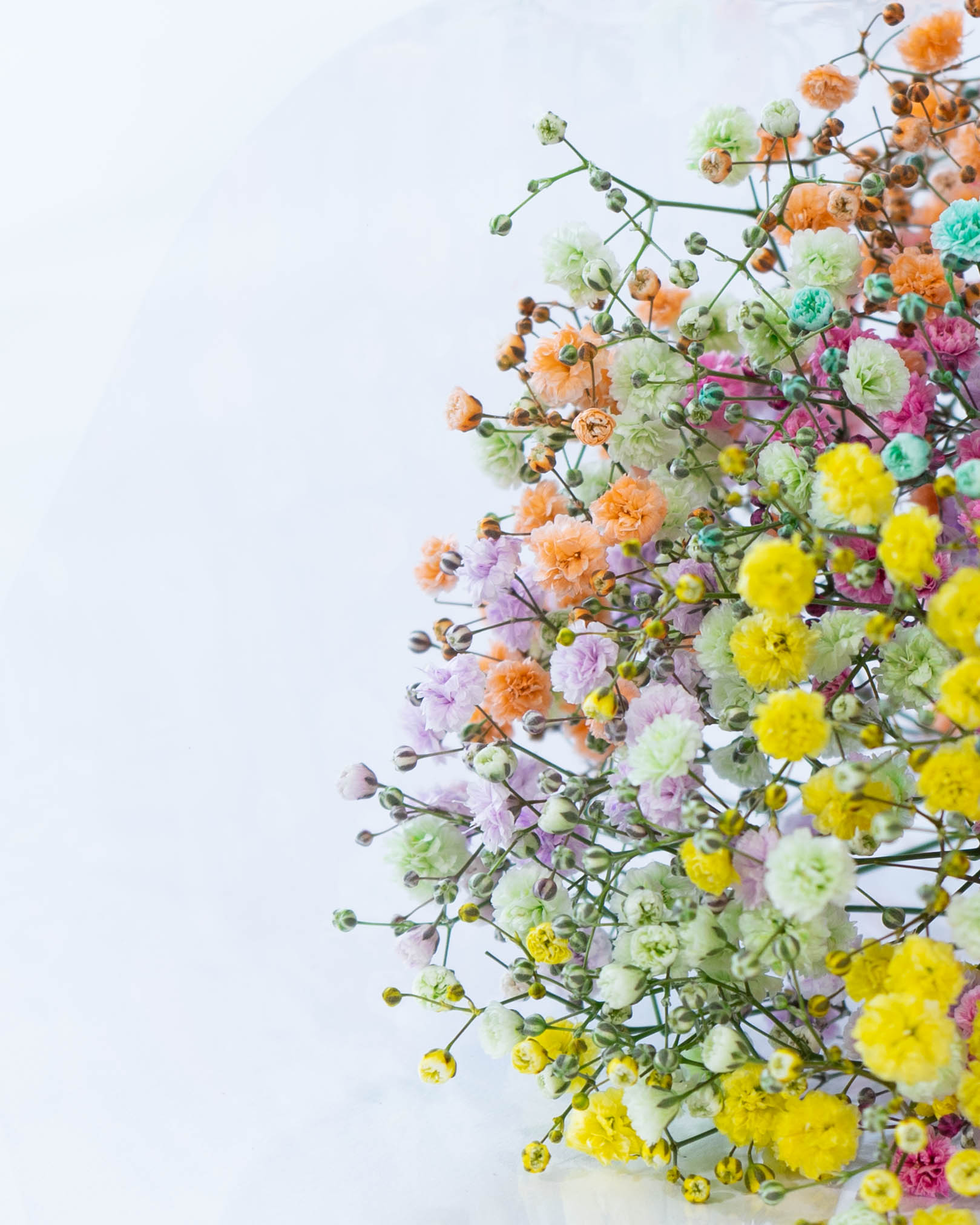 数量限定】産地直送 かすみ草 おまかせミックス レインボー ／熊本