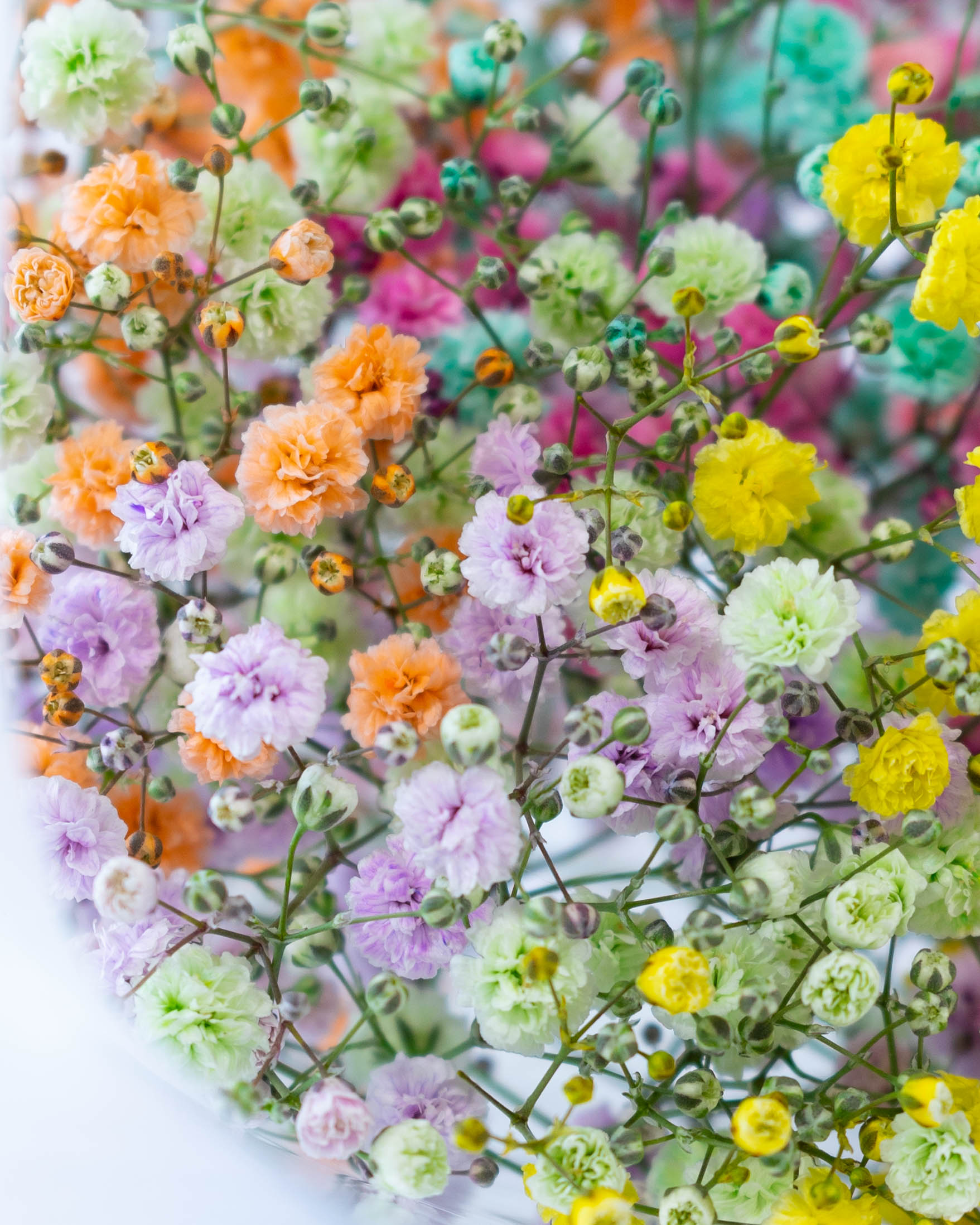 数量限定】産地直送 かすみ草 おまかせミックス レインボー ／熊本