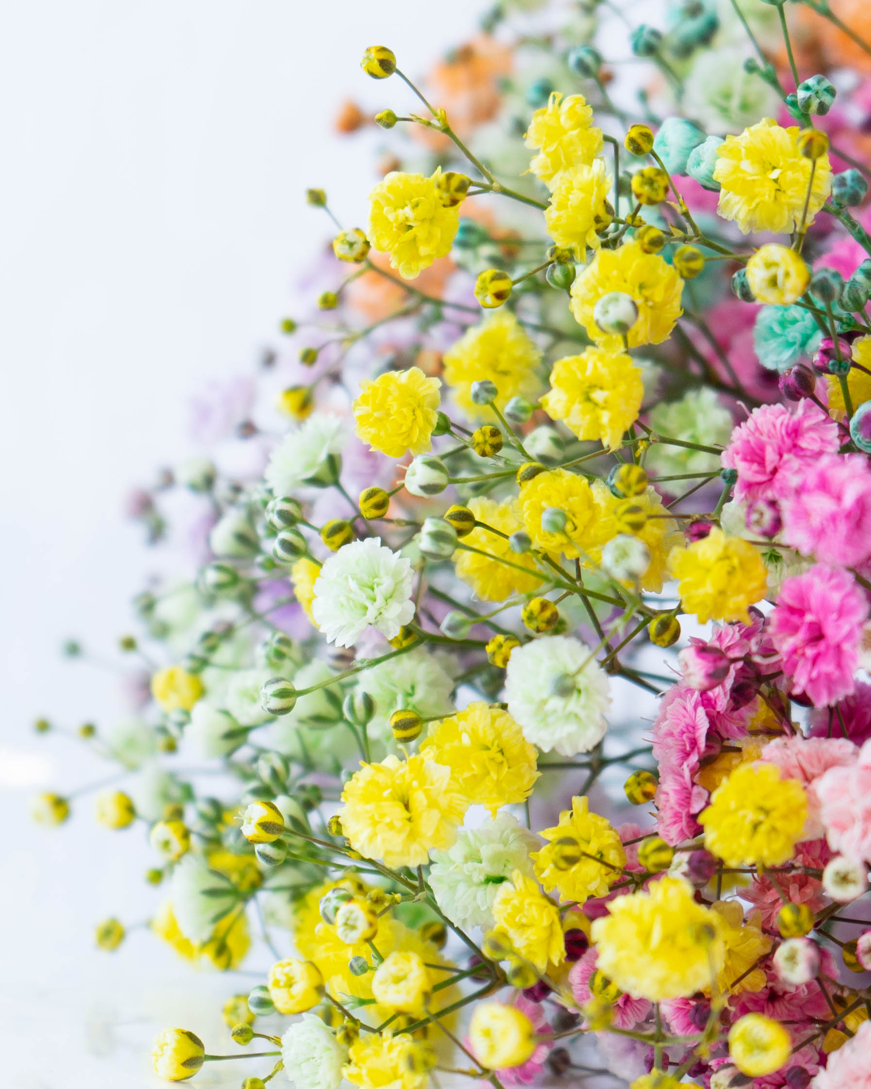 数量限定】産地直送 かすみ草 おまかせミックス レインボー ／熊本