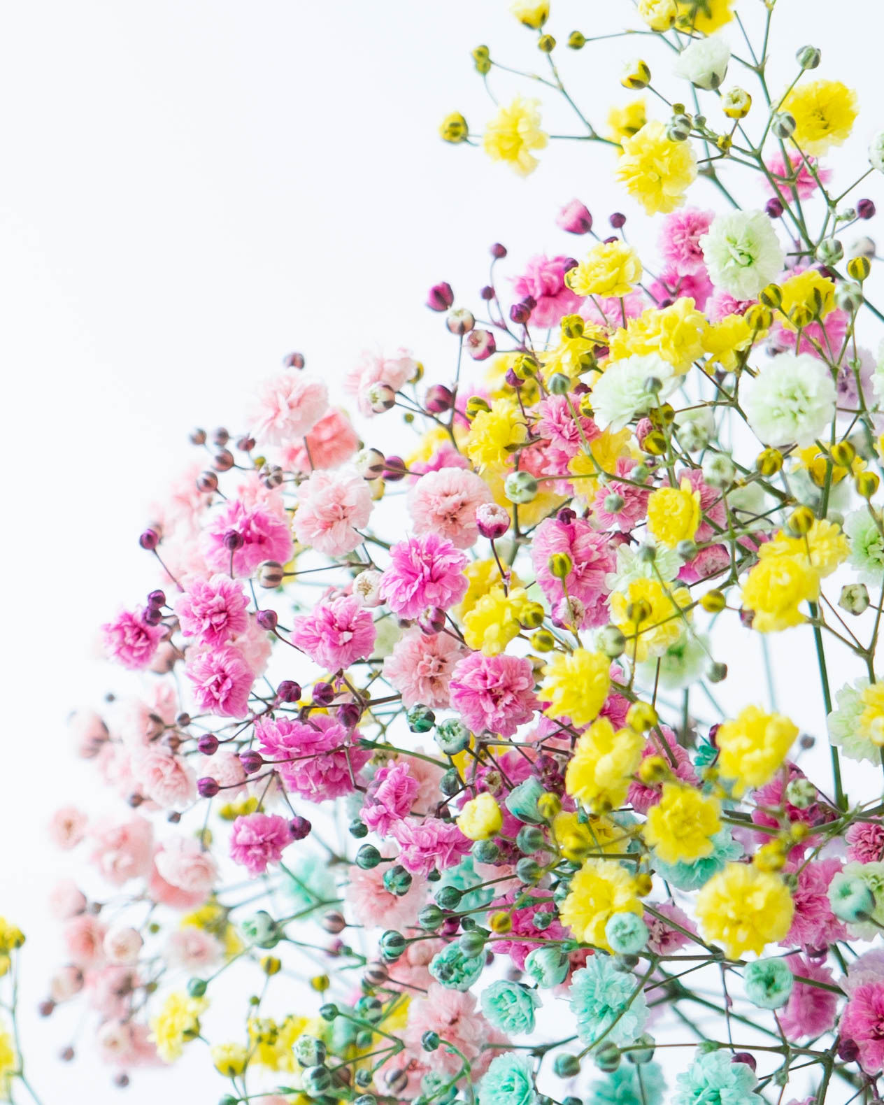 数量限定】産地直送 かすみ草 おまかせミックス レインボー ／熊本