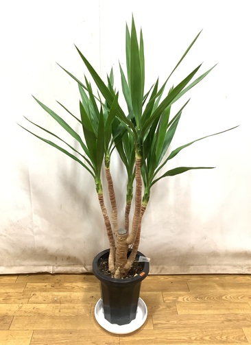 観葉植物 ユッカ 【123cm】8号 曲り プラスチック鉢 #66683
