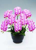 8本立ちの胡蝶蘭の通販 | HitoHana（ひとはな）