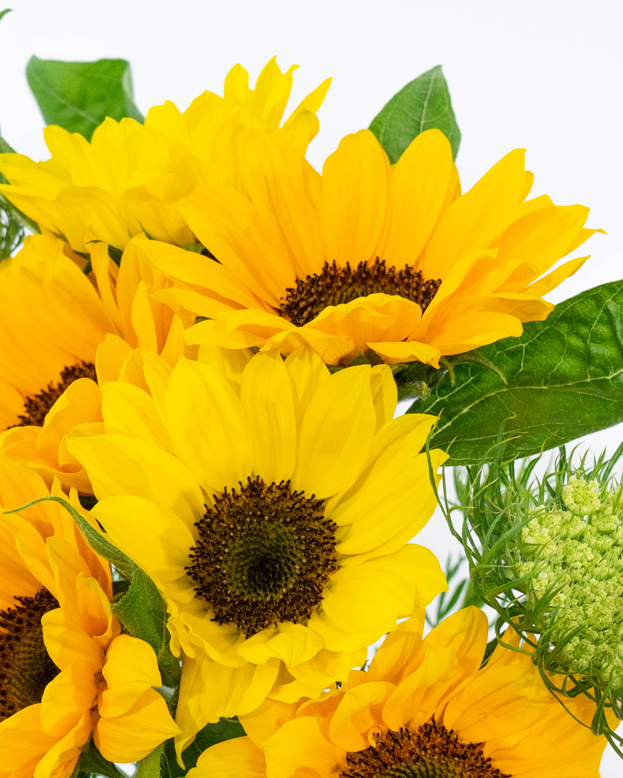 産地直送 ひまわり花束 サンリッチアップミックス S（7本入り