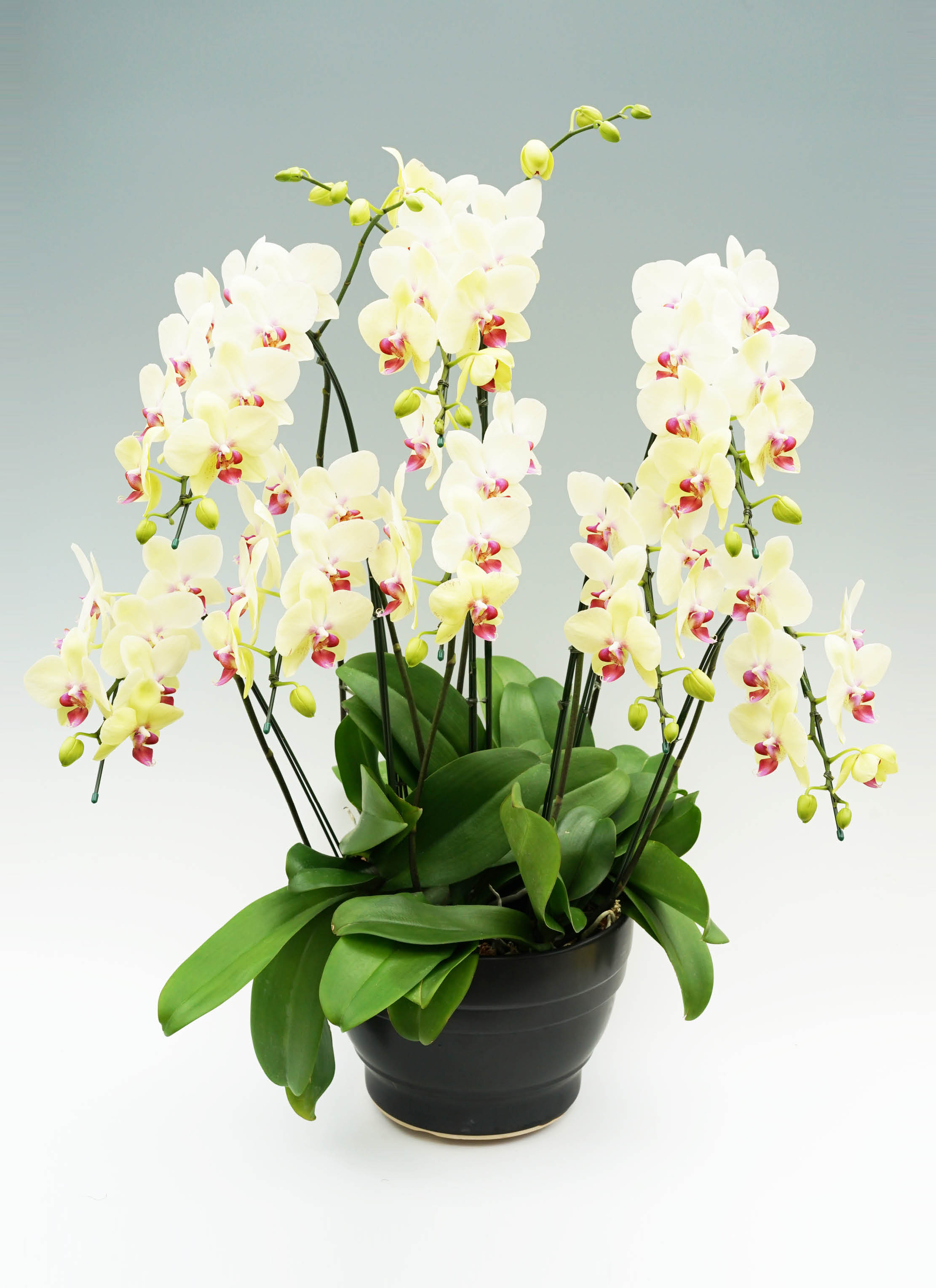 胡蝶蘭、生花　特注特大　8本立ち 特選白胡蝶蘭 8本立ち 80輪以上