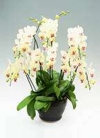 胡蝶蘭、生花　特注特大　8本立ち 8本立ちの胡蝶蘭の通販 | HitoHana（ひとはな）