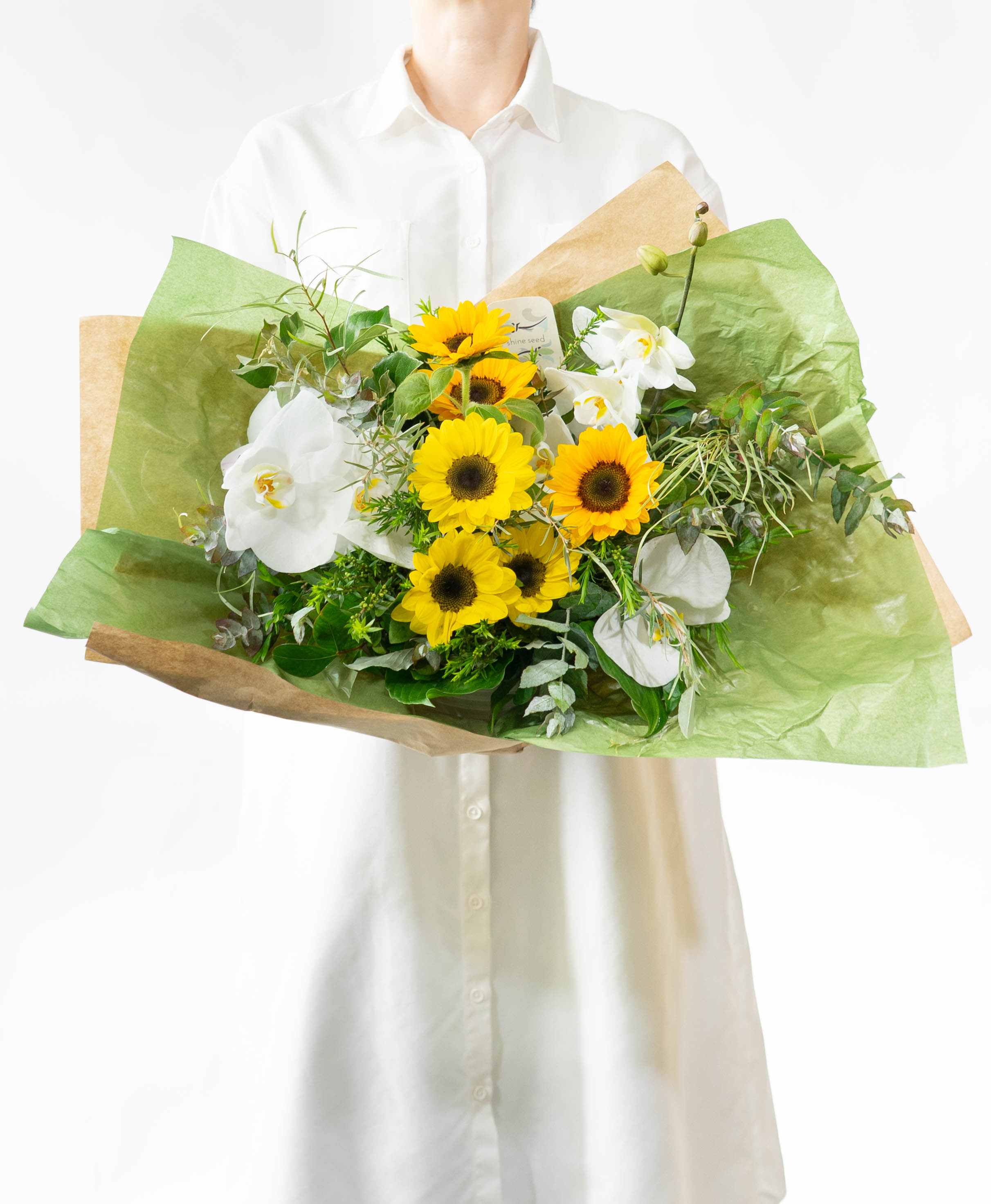 ds-shineseed-phalaenopsis-
