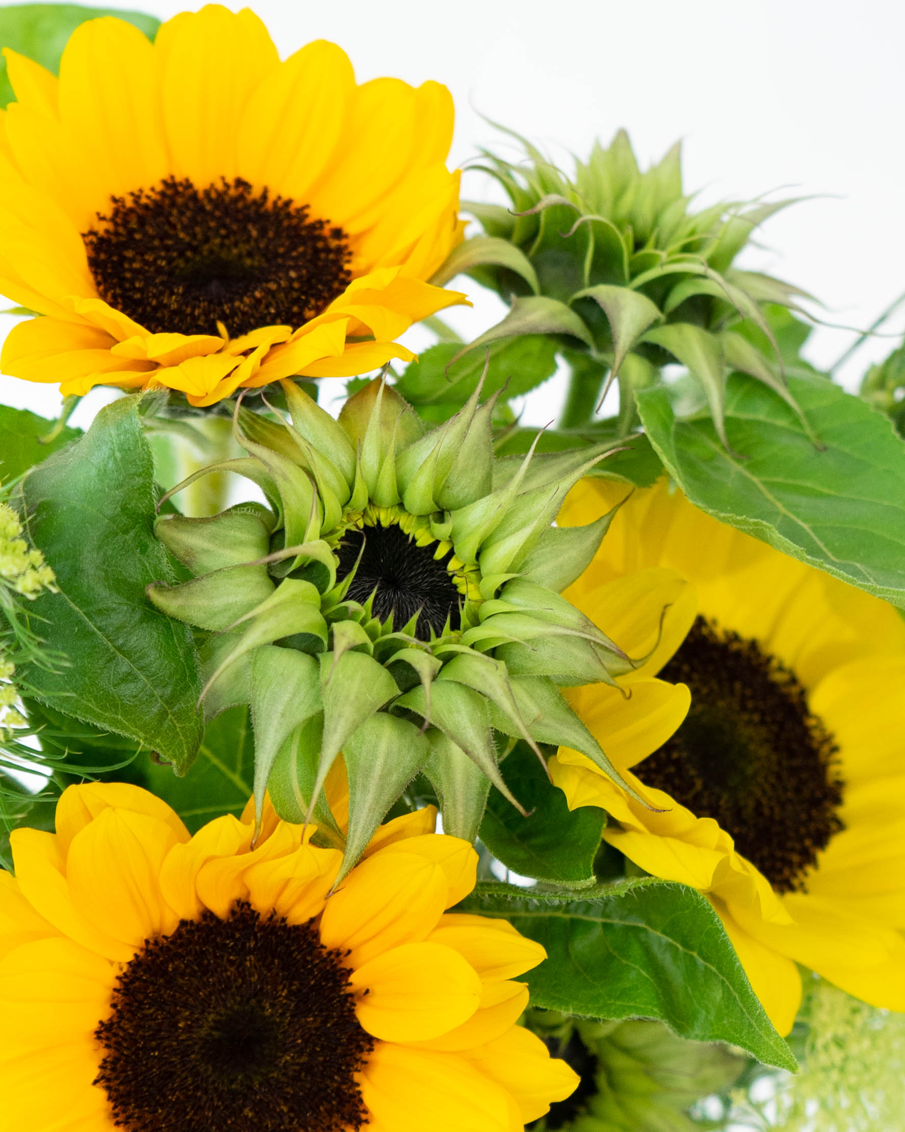 産地直送 ひまわり花束 ミックス（8本入り）／福島 hanano-ca