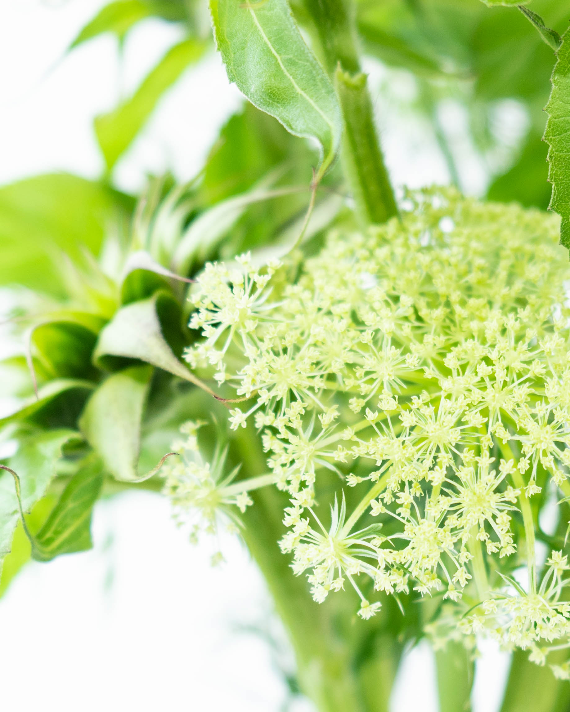 (ひまわり 専用)紫花のハーブ植物 約60cm 生花】姫ひまわり(オレンジ) 品種おまかせ【60cm/長野県