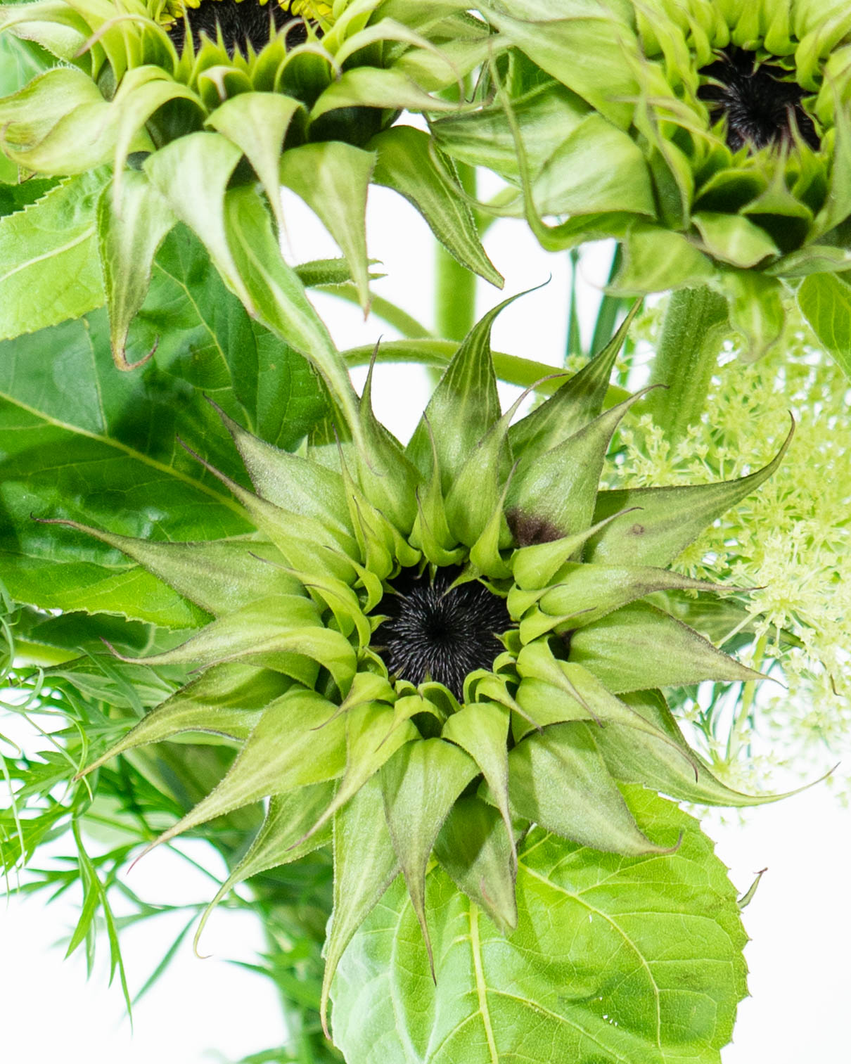 (ひまわり 専用)紫花のハーブ植物 約60cm 紫のミニひまわりの種を購入して、あなたの庭を育てましょう