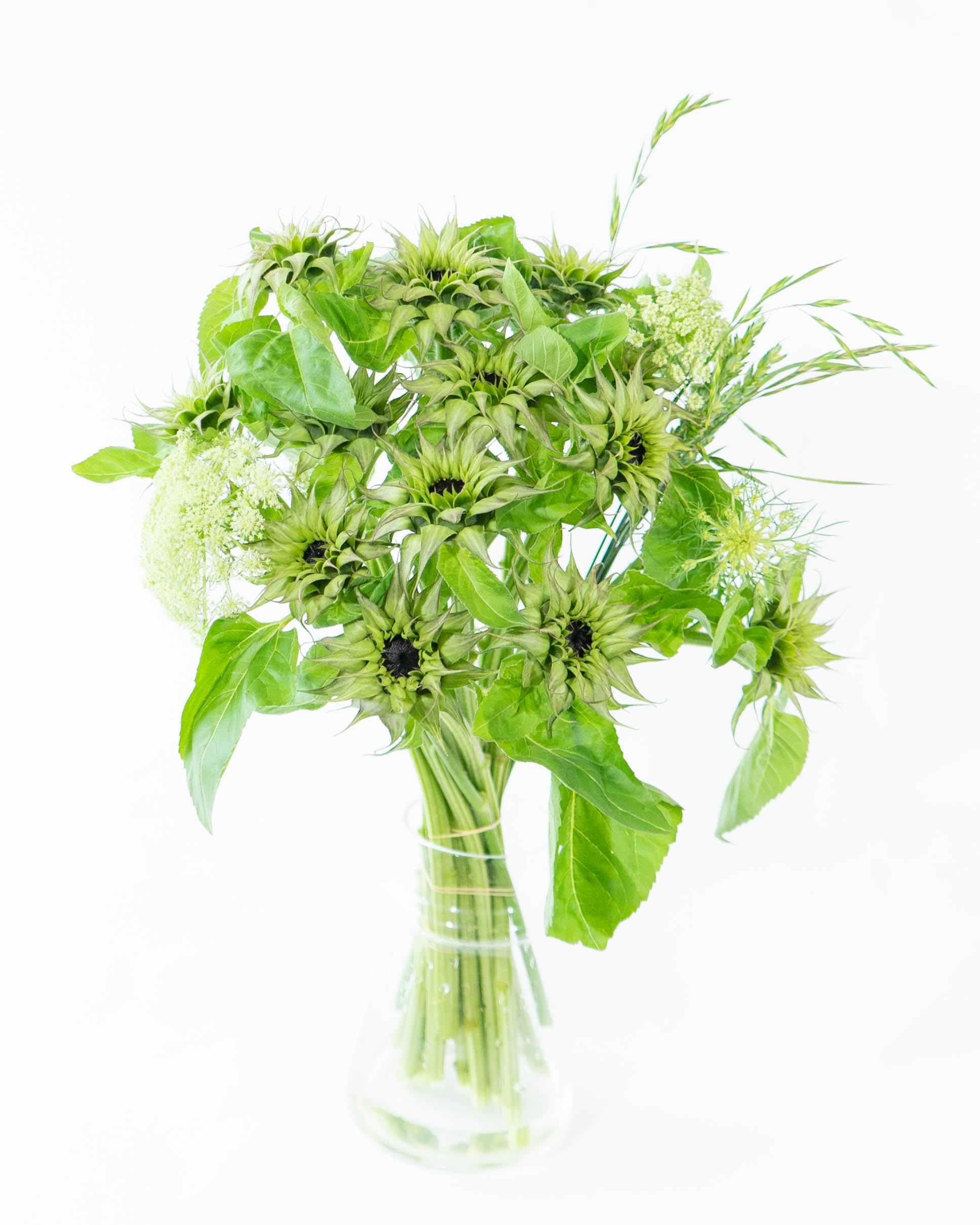(ひまわり 専用)紫花のハーブ植物 約60cm 紫のミニひまわりの種を購入して、あなたの庭を育てましょう