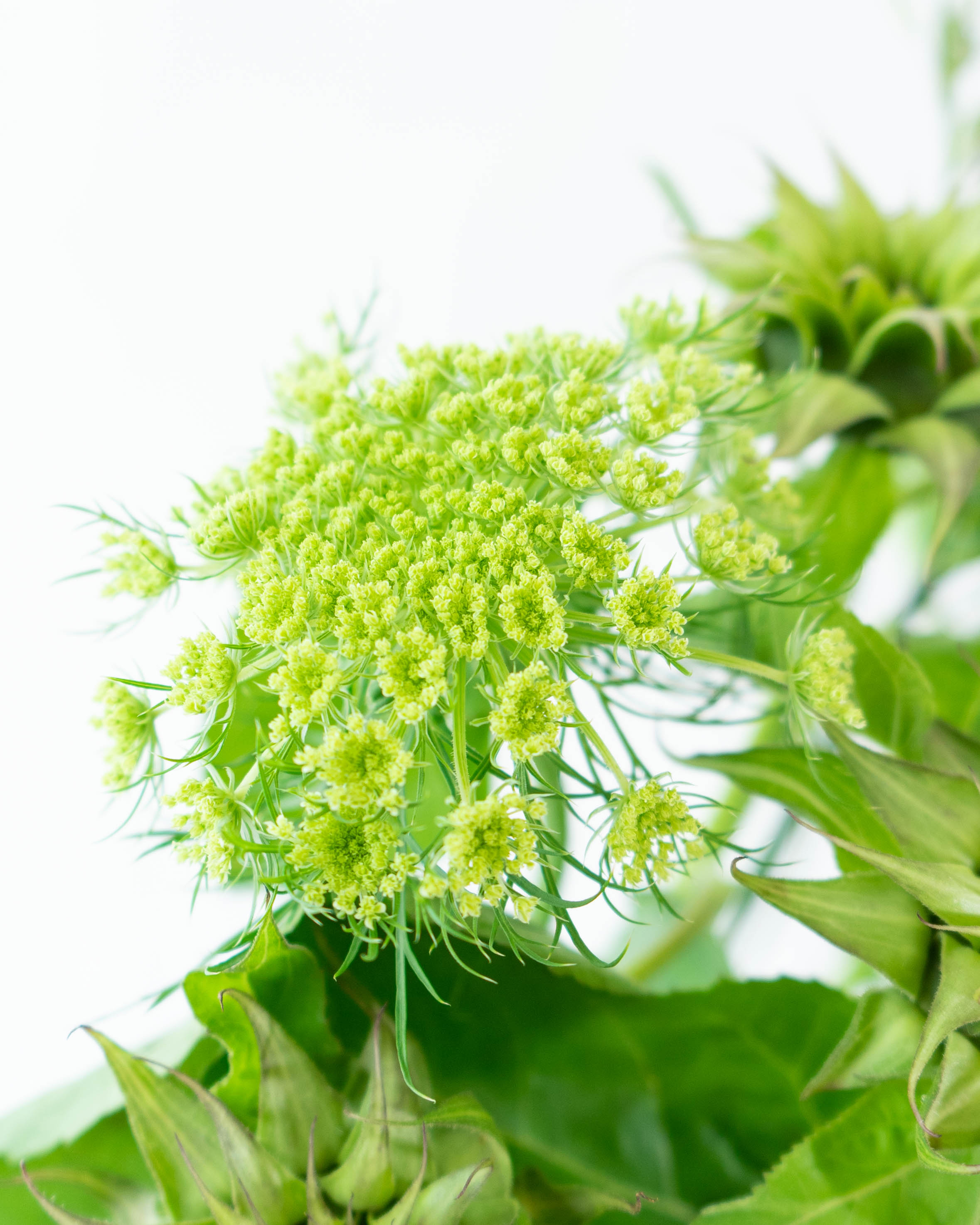 (ひまわり 専用)紫花のハーブ植物 約60cm Amazon.co.jp: NAT & Jules ひまわり型 立体的 屋内 屋外 12